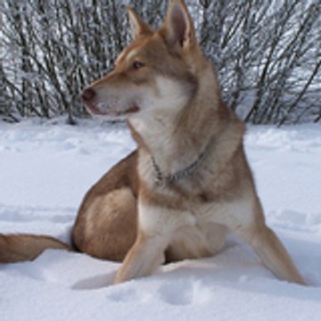 wolfNW