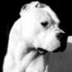 Julien El dogo argentino