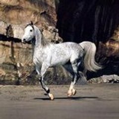 tiph64