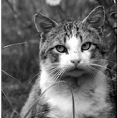 miaou87
