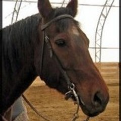Miss-horse