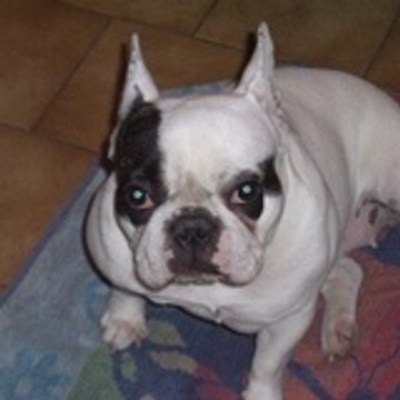 florent carrillo