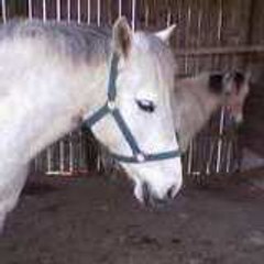 garance12p