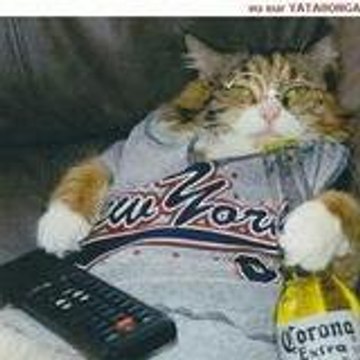 chatonchat