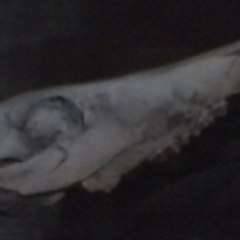 VINCENT