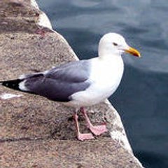 jean-michel_l