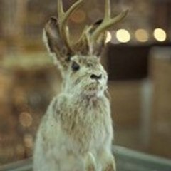 jackalope1