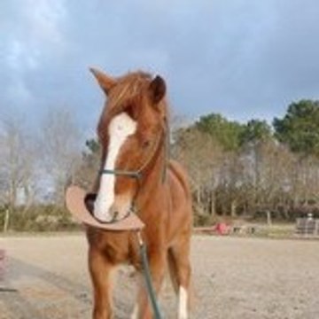 Lilice002