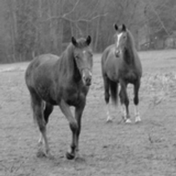 titilou_dadou_passion