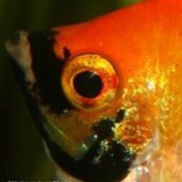 aquamalo