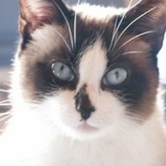 snowshoe
