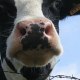 vache62