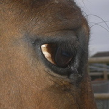 adelehorse