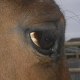 adelehorse