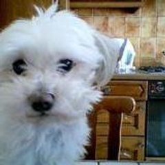 Pasquale