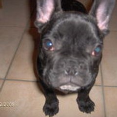 choche01