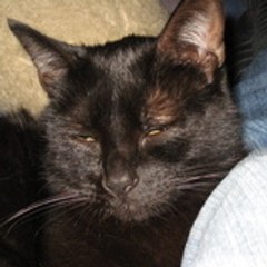 selmathecat