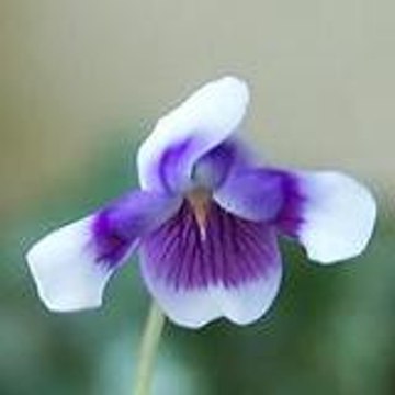 alsheir