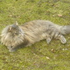 Le TAZ