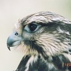 kikimanuela