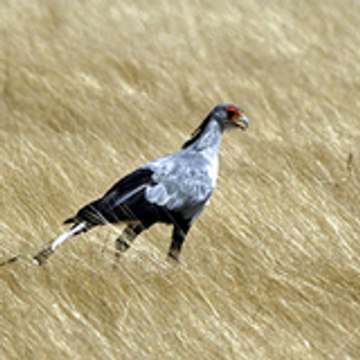 Le_Vito_Corleone_du_70