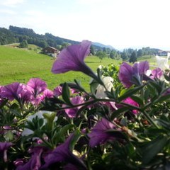 Abelinda Cognaud Urban