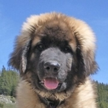 bashan le leonberg