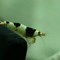 caridina