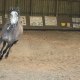mylifewithhorses29