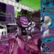 Mounette Regis Billaud