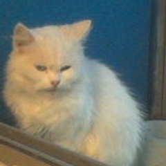 tijon
