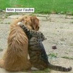 KITDOM