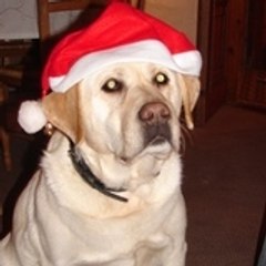 Victor Jean Gimmick Cule