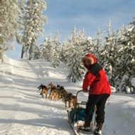 Norrland husky, le traineau scandinave