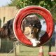 agility-passion37
