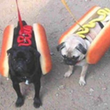 doggerip