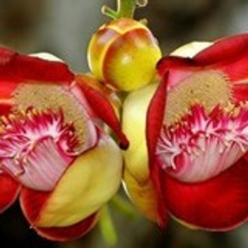 GwAdEsPaGnA aKa MaReeKa