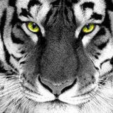 mickael