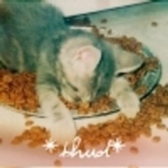 flauschrara