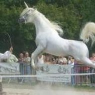 cavaliersdelalicorne