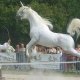 cavaliersdelalicorne