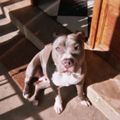angie71460