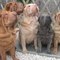 Qi Ming Xing shar-pei kennel