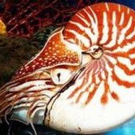 le nautile