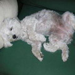 Domicien