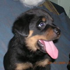 Denitsa_dbd