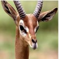 Zolie gazelle