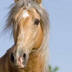 polly23