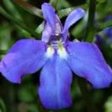 lobeliableu