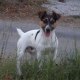 jackrussells